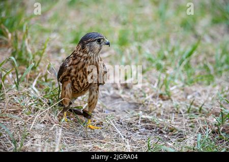 Falco columbarius or merlin is a species of falconiform bird in the ...