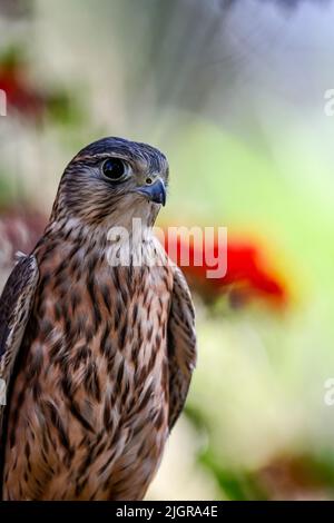 Falco columbarius or merlin is a species of falconiform bird in the ...