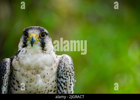 Falco biarmicus or borni falcon, barni or lanario is a species of ...