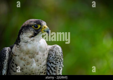 Falco biarmicus or borni falcon, barni or lanario is a species of ...