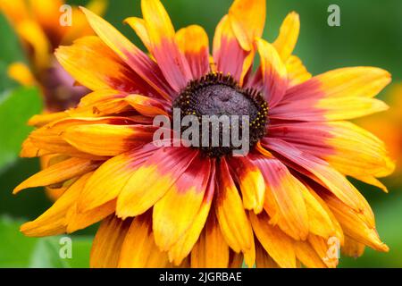 Rudbeckia hirta Flower head, Rudbeckia hirta "Autumn Colours" Stock Photo