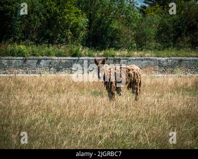 Le Baudet du Poitou à l'Ile de Re, France, a long-haired donkey used to work in salt production on the island of Il de Re Stock Photo