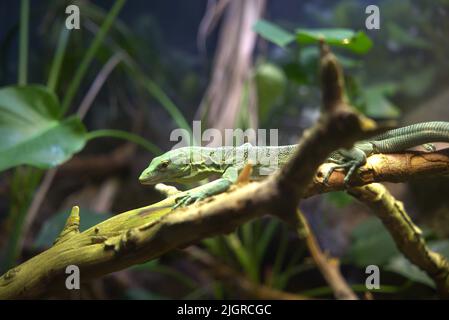 A soft focus of an emerald tree monitor on a tree branch Stock Photo
