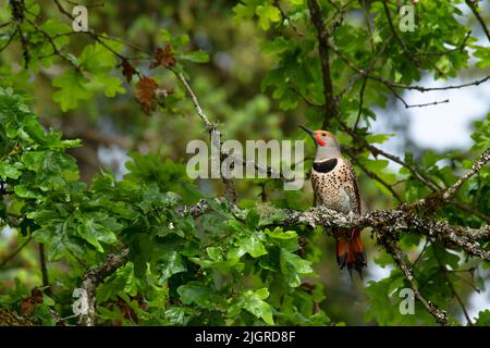 Northern flicker (Colaptes auratus), Aumsville Ponds County Park, Linn County, Oregon Stock Photo