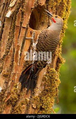 Northern flicker (Colaptes auratus) at nest hole, Aumsville Ponds County Park, Linn County, Oregon Stock Photo