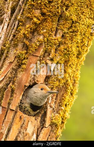 Northern flicker (Colaptes auratus) at nest hole, Aumsville Ponds County Park, Marion County, Oregon Stock Photo