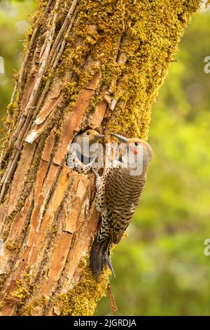 Northern flicker (Colaptes auratus) at nest hole, Aumsville Ponds County Park, Marion County, Oregon Stock Photo