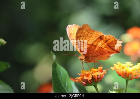 Orange brown male butterfy. Called common cruiser butterfly living in vietnam and cambodia. Exact specie erota: Lepidoptera from family Nymphalidae Stock Photo