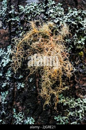 A vertical closeup of tree moss (Pseudevernia furfuracea) at the south zone of Chile Stock Photo