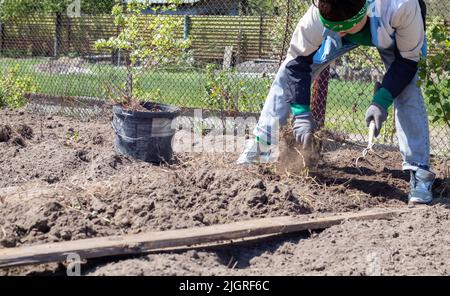 Caucasian woman farmer or gardener cleans weeds in the garden. Early spring preparation for the garden season. Seasonal work. View of female hand hoei Stock Photo