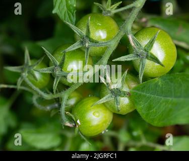 Green cherry tomatoes ripening on the vine in a garden Stock Photo