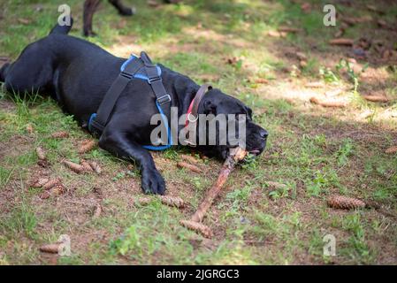 Cane Corso, lying among the cones in the forest, gnaws a branch from a tree. High quality photo Stock Photo