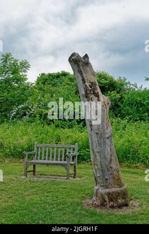 The weathered remains of a defoliated weathered shade tree stands next to a wooden bench in a wild flower garden at the Acton Arboretum. Acton, Massac Stock Photo