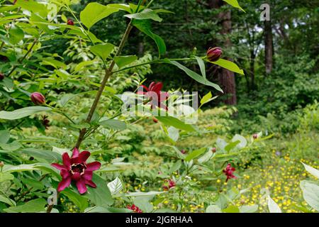 A beautiful bush of Calycanthus - Allspice flowers in a garden at the Acton Arboretum. Acton, Massachusetts USA. Stock Photo