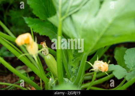 Zucchini or zucchini grown organically, abundantly bloom and bear fruit, providing a constant supply of summer vegetables. Stock Photo