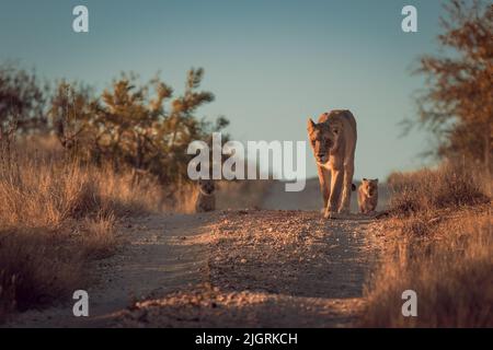 An Asiatic lion walking in the safari with the adorable cubs Stock Photo