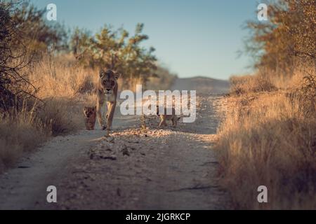 An Asiatic lion walking in the safari with the adorable cubs Stock Photo