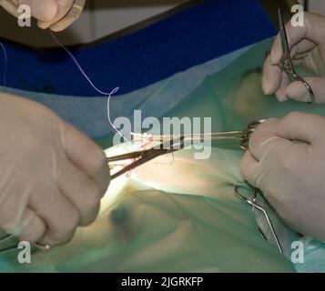 A pair of skilled veterinarians placing sutures on a Pug during sterilization surgery Stock Photo