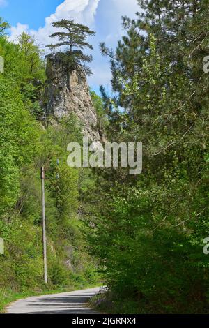 Fir tree growing on top of a rock like a bonsai with blue sky and clouds summer Stock Photo