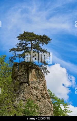 Fir tree growing on top of a rock like a bonsai with blue sky and clouds summer Stock Photo