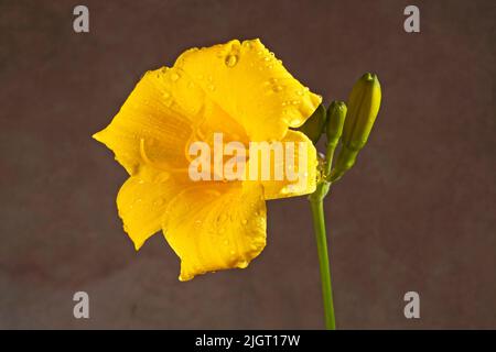 Portrait of a yellow day lily, Hemerocallis lilioasphodelus, growing in a garden in Bend, Oregon. Stock Photo