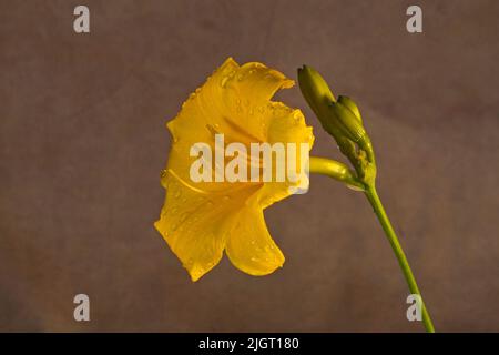 Portrait of a yellow day lily, Hemerocallis lilioasphodelus, growing in a garden in Bend, Oregon. Stock Photo