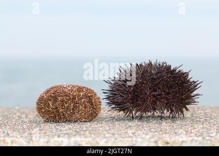 Hokkaido bafun uni and murasaki uni sea urchin shells on a concrete wall Stock Photo