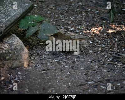 Young robin fledgling sheltering on the ground amongst rocks and leaf litter in a garden setting Stock Photo