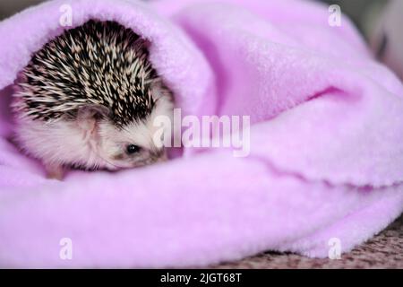 Angry hedgehog.Emotions of animals.hedgehog in a towel. African pygmy hedgehog.Cute hedgehog portrait  Stock Photo