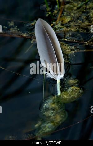 A feather from a wild duck floating on the water surface Stock Photo