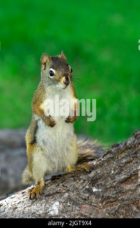 A red squirrel "Tamiasciurus hudsonicus", standing on his rear legs on a spruce tree stump in rural Alberta Canada. Stock Photo