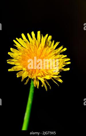 A vertical image of a single Dandelion on a dark background. Stock Photo