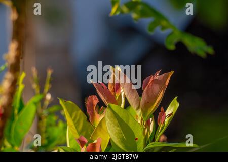 The leaves of the bay leaf plant, which are pale purple in color, and begin to turn green as they age, are used for seasoning in tropical dishes Stock Photo