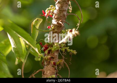 Chameleon animals that are perched on bilimbi trees, their habitat is in trees that are thick with leaves, making it easy to camouflage to avoid preda Stock Photo