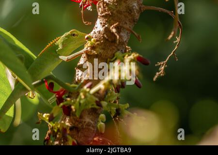 Chameleon animals that are perched on bilimbi trees, their habitat is in trees that are thick with leaves, making it easy to camouflage to avoid preda Stock Photo