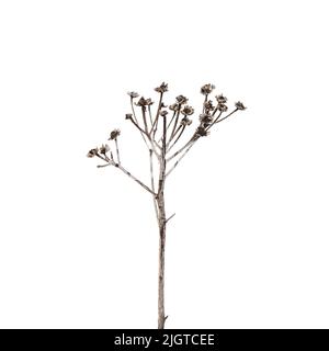 Dry tansy flowers isolated on white background, close up photo with selective focus Stock Photo