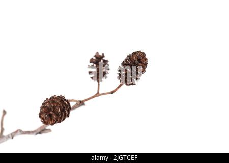 Alder cones isolated on white background, natural macro photo with selective soft focus Stock Photo