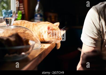 Portrait of a ginger cat on the table next to the owner. The cat is relaxed and asleep. Front view. Stock Photo