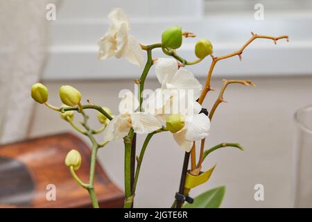Blooming orchid standing on the kitchen window Stock Photo