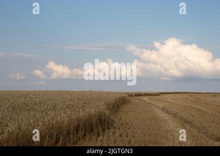 Golden wheat field and blue sky with clouds. Corn ears in setting sunlight. Part of the field with harvested crops. Wheat stubble. Golden hour Stock Photo