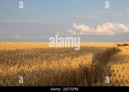 Golden wheat field and blue sky with clouds. Corn ears in setting sunlight. Part of the field with harvested crops. Wheat stubble. Golden hour Stock Photo