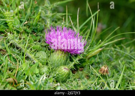 Dwarf Thistle - Cirsium acaule Common grassland Flower Stock Photo