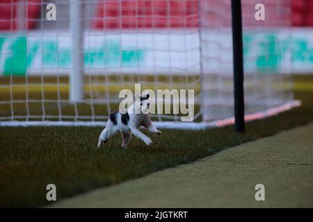 Visar Bekaj of Kf Tirana during the first round of UEFA Champions League  2022-2023, football match between Kf Tirana and F91 Dudelange at Air  Albania Stock Photo - Alamy