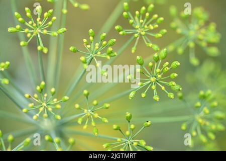 Culinary herb, flowering dill in a garden bed Stock Photo