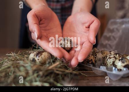 Woman holding quail egg in palms closeup Stock Photo