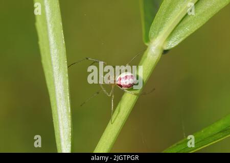 Closeup of the spider Enoplognatha ovata or the similar Enoplognatha latimana, family Theridiidae. In a plant. July, Dutch garden. Stock Photo