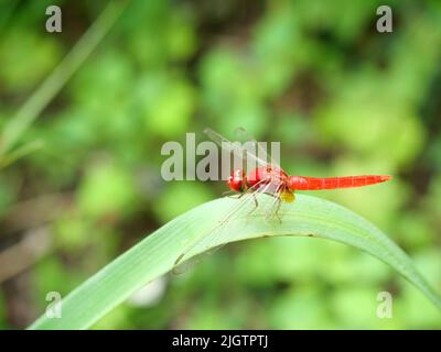 Scarlet skimmer or Crimson darter  Dragonfly on leaf with natural green background Stock Photo