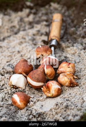 Tulip bulbs stored in a shovel on soil with sand carried out for planting cleaned and prepared flower bulbs. Agriculture and gardening concept. Select Stock Photo