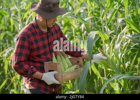 young farmers harvest corn on the cornfield Stock Photo
