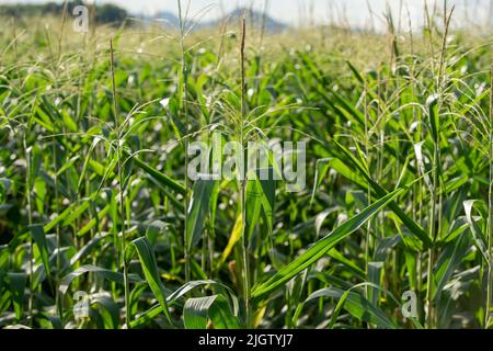 Corn tree on the corn field Stock Photo